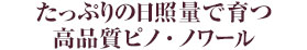 たっぷりの日照量で育つ高品質ピノ・ノワール