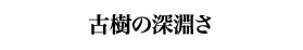 古樹の深淵さ
